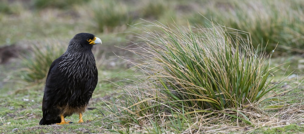 Close-up of Striated Caracara (Phalcoboenus australis) Sea Lion Island Falkland Islands Canvas Art - Panoramic Images (27 x 9)
