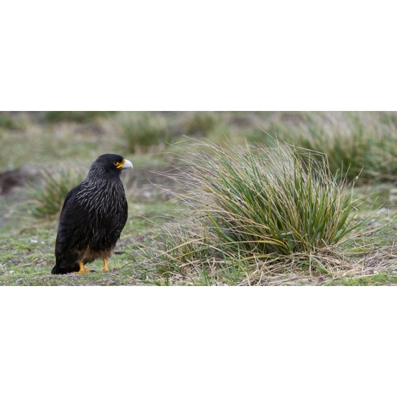 Close-up of Striated Caracara (Phalcoboenus australis) Sea Lion Island Falkland Islands Canvas Art - Panoramic Images (27 x 9)