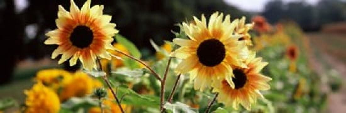 Close-up of Sunflowers (Helianthus annuus) Canvas Art - Panoramic Images (18 x 6)