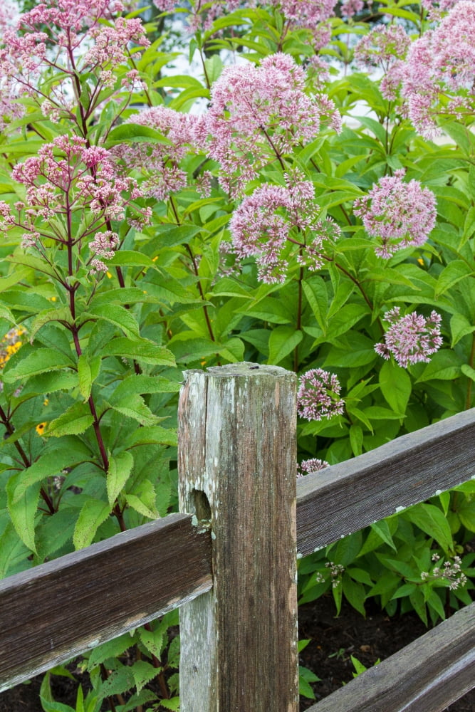 Close-up of Sweetscented Joe Pye Weed (Eutrochium purpureum) flowers along fence Marion County Illinois USA Canvas Art - Panoramic Images (18 x 24)