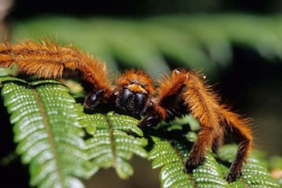 Close-up of Tarantula on Fern Madagascar Canvas Art - Daisy Gilardini DanitaDelimont (36 x 24)