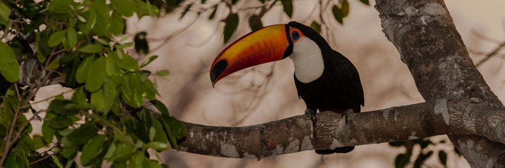 Close-up of Tocu Toucan (Ramphastos toco) on a tree Pantanal Wetlands Brazil Canvas Art - Panoramic Images (12 x 36)