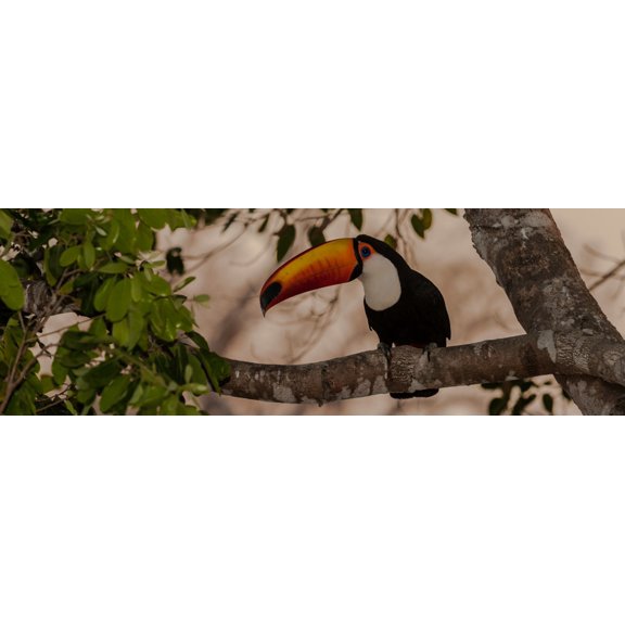 Close-up of Tocu Toucan (Ramphastos toco) on a tree Pantanal Wetlands Brazil Canvas Art - Panoramic Images (12 x 36)
