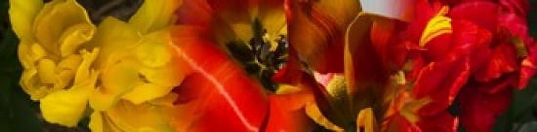 Close-up of Tulips Canvas Art - Panoramic Images (20 x 5)