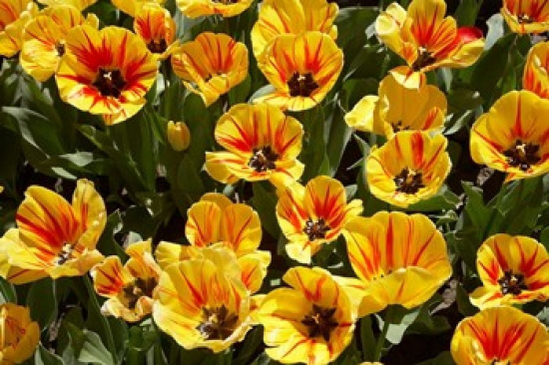 Close up of Tulips West Otago South Island New Zealand Canvas Art - David Wall  DanitaDelimont (34 x 23)