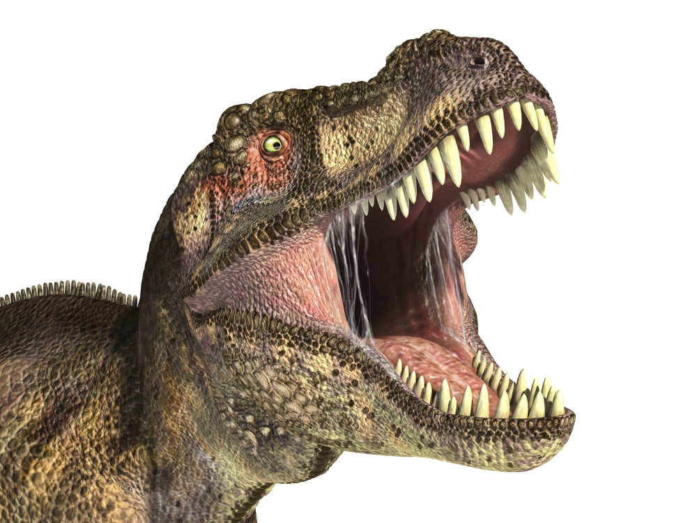 Close-up of Tyrannosaurus Rex dinosaur with mouth open Canvas Art - Leonello CalvettiStocktrek Images (17 x 13)