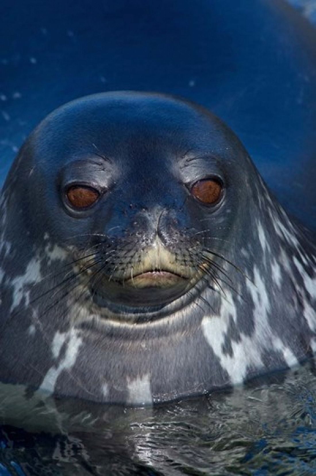 Close up of Weddell seal Western Antarctic Peninsula Canvas Art - Steve Kazlowski DanitaDelimont (23 x 35)