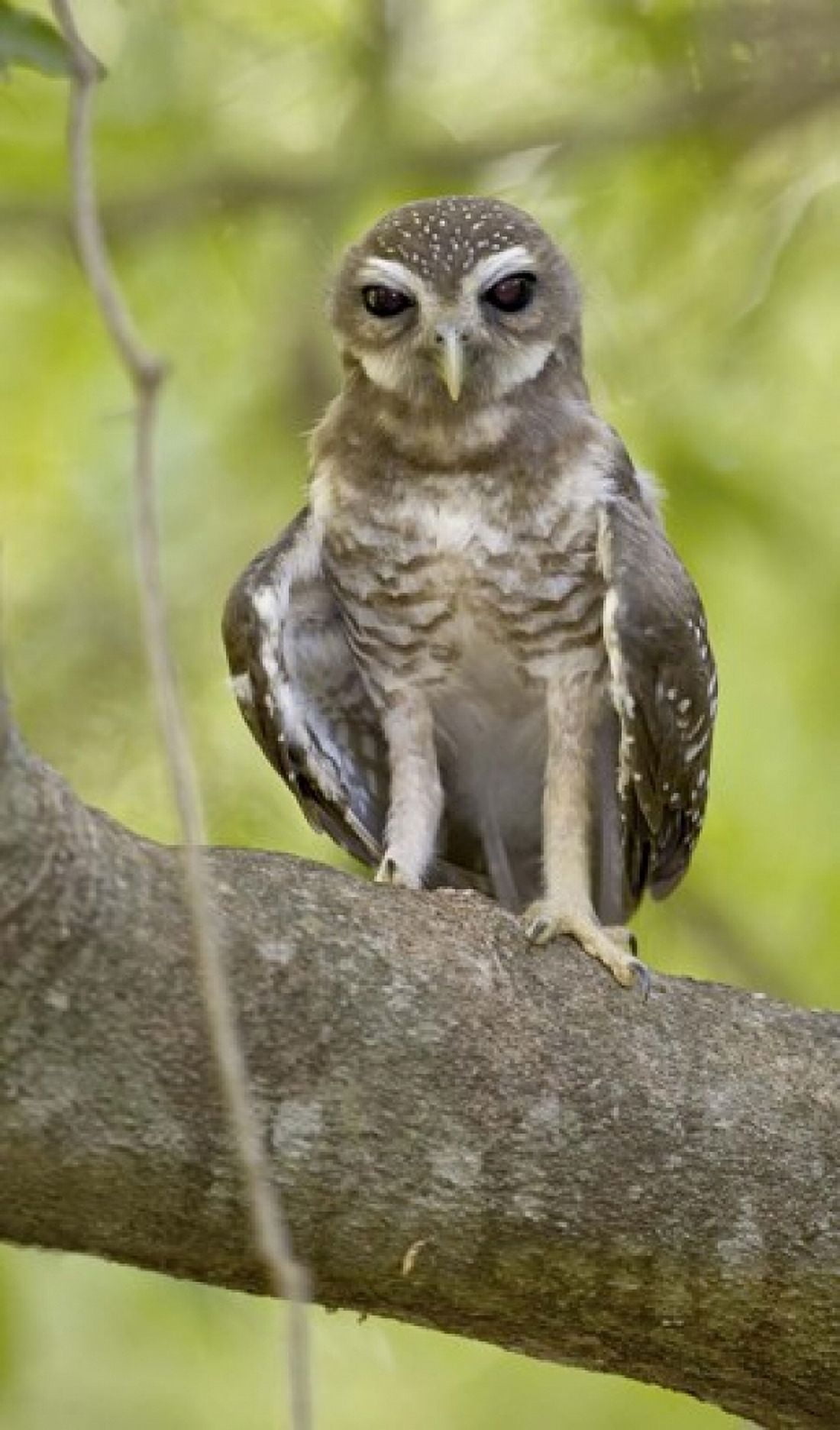 Close-up of White-Browed Hawk Owl (Ninox superciliaris) Madagascar Canvas Art - Panoramic Images (40 x 24)