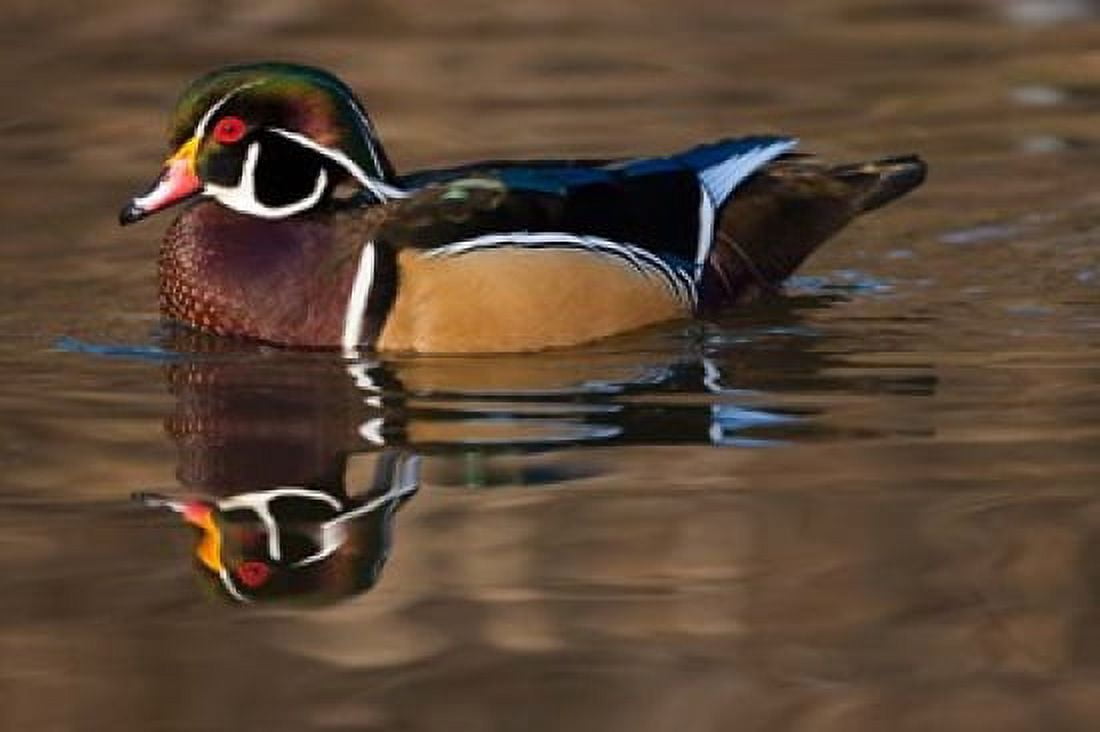 Close up of Wood duck British Columbia Canada Canvas Art - Art Wolfe  DanitaDelimont (26 x 18)