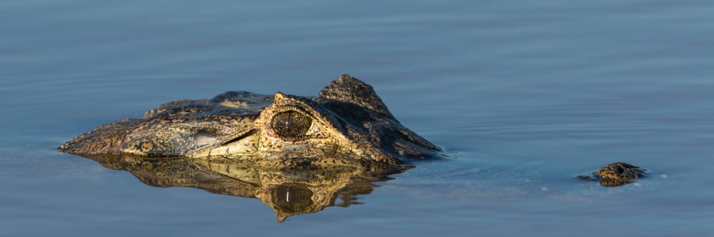 Close-up of Yacare Caimans (Caiman yacare) in river Pantanal Wetlands Brazil Canvas Art - Panoramic Images (6 x 18)