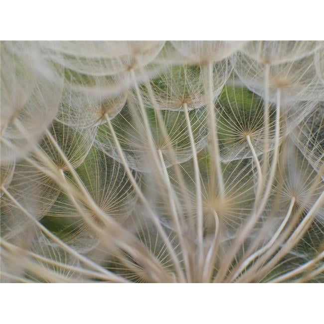 Close up of Yellow Goatsbeard a plant that looks like a giant dandelion  head when it goes to seed; Capanuccia Florence 1 - Walmart.com