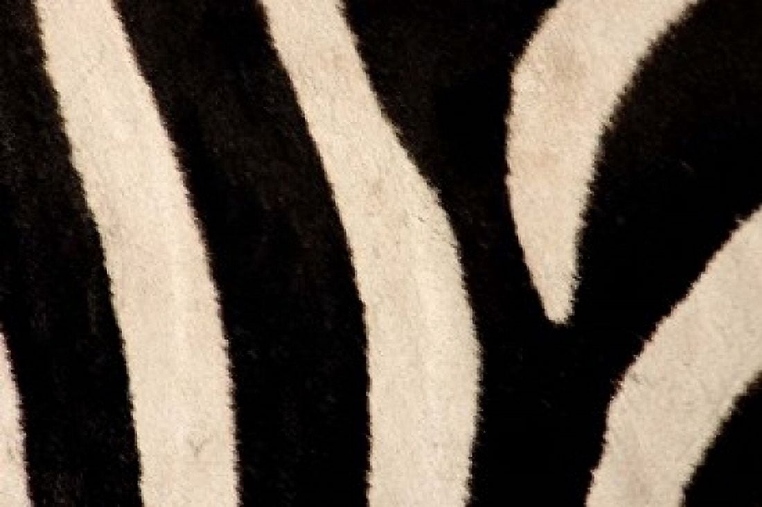 Close-up of Zebra Stripes Masai Mara Kenya Canvas Art - Jaynes Gallery DanitaDelimont (36 x 24)