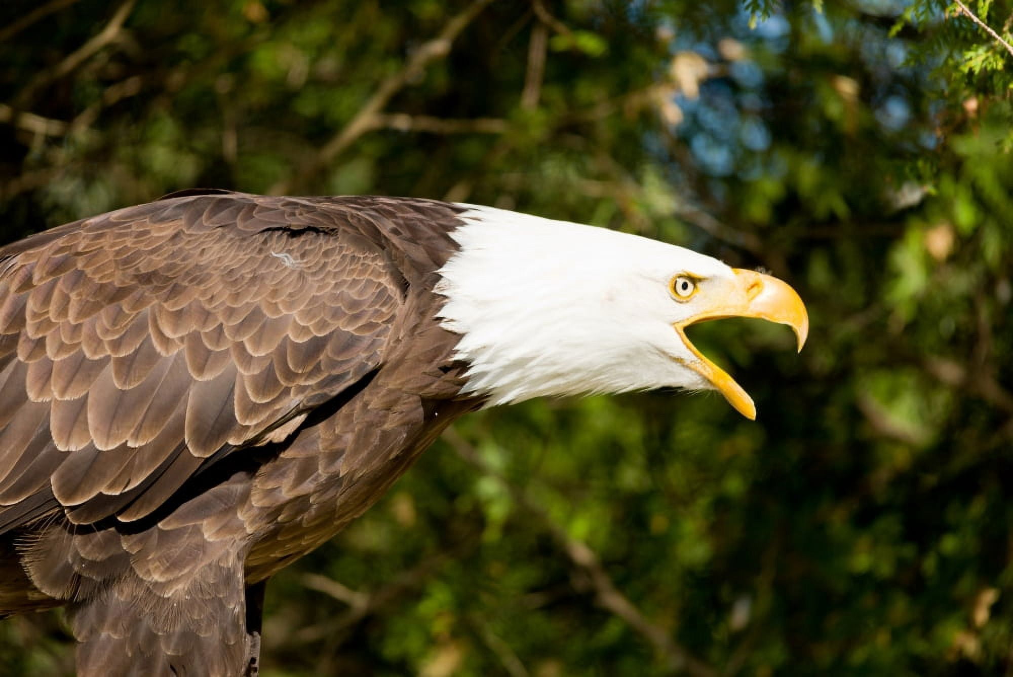 Close-up of a Bald Eagle (Haliaeetus leucocephalus) calling Ontario Canada Canvas Art - Panoramic Images (27 x 9)