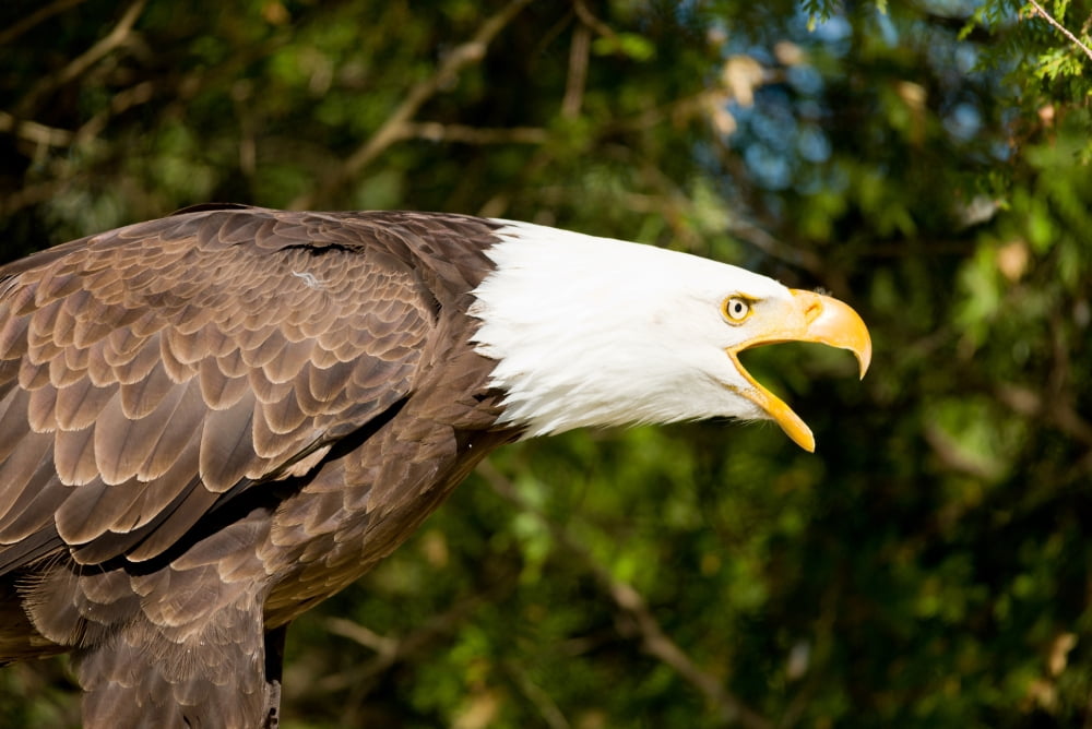 Close-up of a Bald Eagle (Haliaeetus leucocephalus) calling Ontario Canada Canvas Art - Panoramic Images (36 x 12)