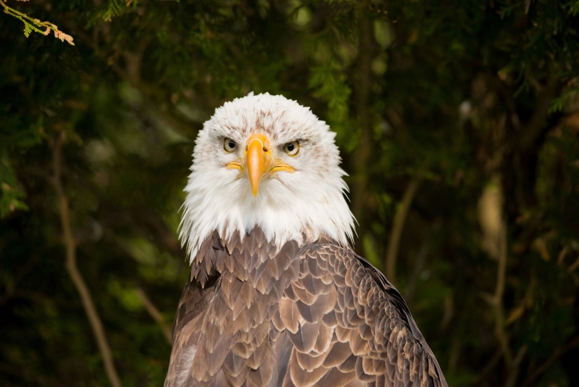 Close-up of a Bald eagle (Haliaeetus leucocephalus) Canvas Art - Panoramic Images (36 x 12)