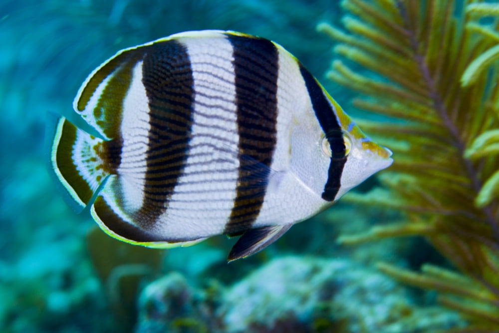 Close-up of a Banded Butterflyfish Canvas Art - Michael WoodStocktrek Images (35 x 23)