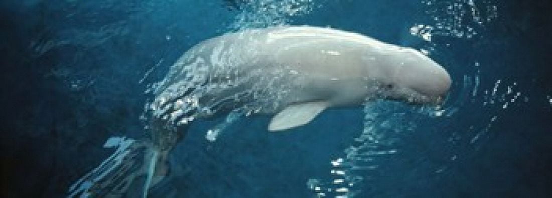 Close-up of a Beluga whale in an aquarium Shedd Aquarium Chicago Illinois USA Canvas Art - Panoramic Images (18 x 7)