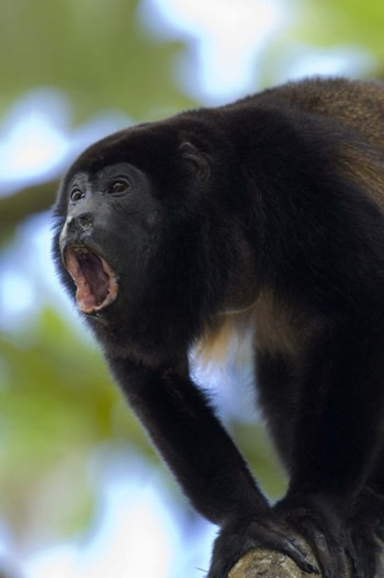 Close-up of a Black Howler monkey (Alouatta caraya) Costa Rica Canvas Art - Panoramic Images (16 x 24)