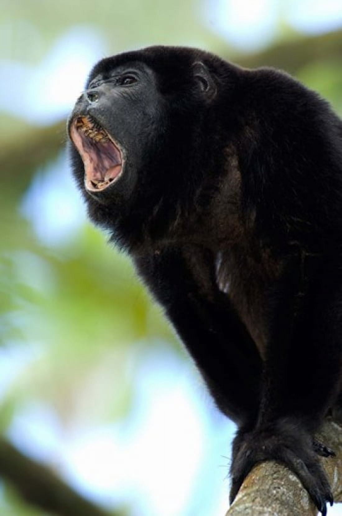Close-up of a Black Howler monkey (Alouatta caraya) Costa Rica Canvas Art - Panoramic Images (24 x 36)