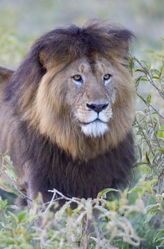 Close-up of a Black maned lion Ngorongoro Crater Ngorongoro Conservation Area Tanzania Canvas Art - Panoramic Images (16 x 24)