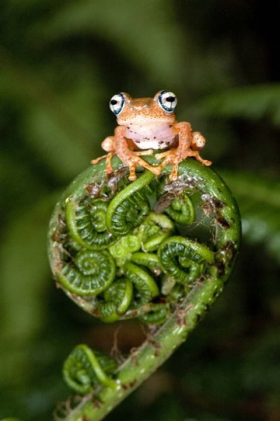 Close-up of a Blue-Eyed Tree frog on a fern frond Andasibe-Mantadia National Park Madagascar Canvas Art - Panoramic Images (16 x 24)