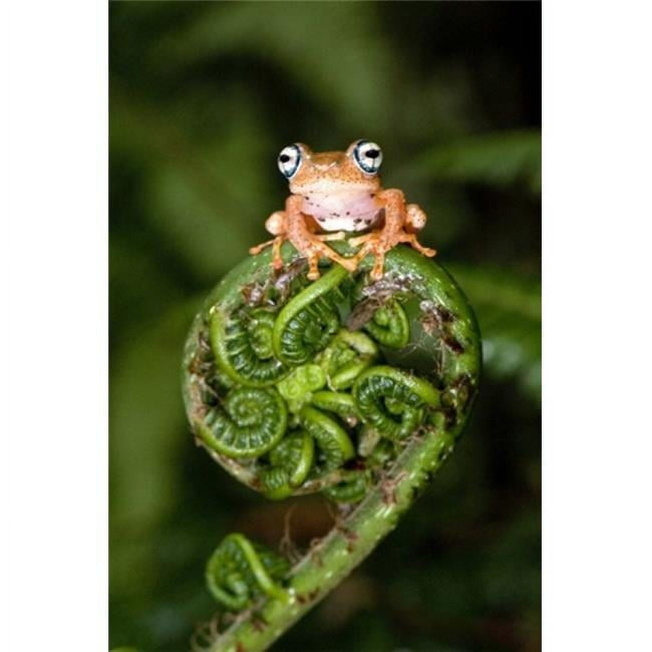 Close-up of a Blue-Eyed Tree frog on a fern frond 