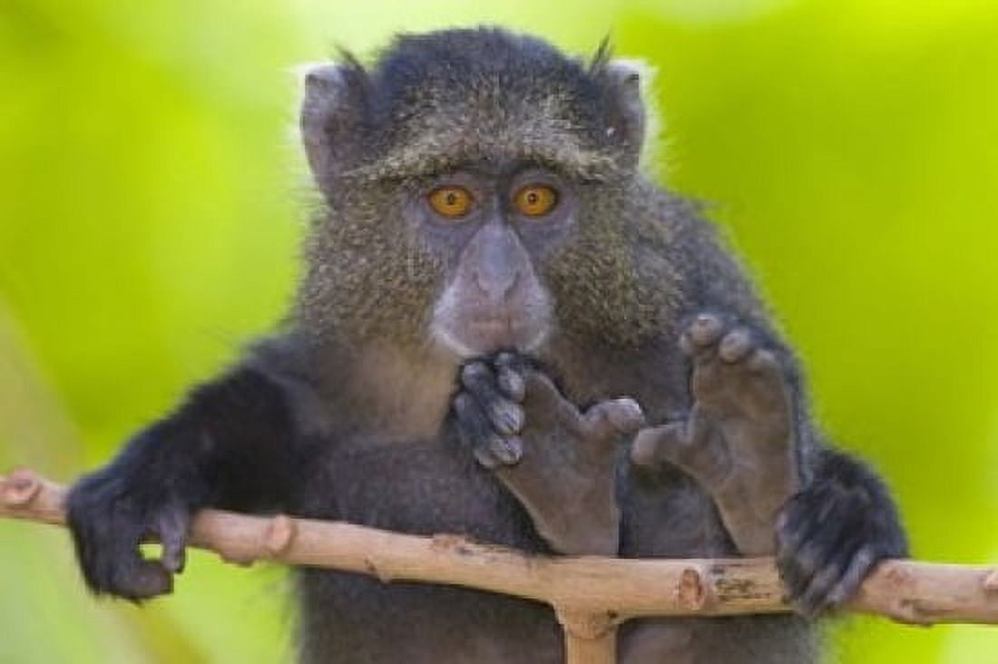 Close-up of a Blue monkey sitting on a branch Lake Manyara Arusha Region Tanzania (Cercopithecus mitis) Canvas Art - Panoramic Images (16 x 11)