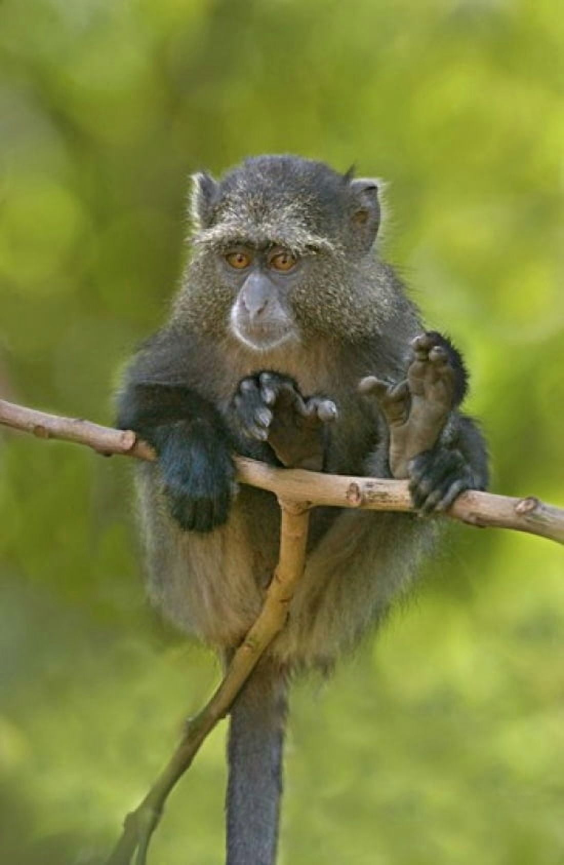 Close-up of a Blue monkey sitting on a branch Lake Manyara Arusha Region Tanzania (Cercopithecus mitis) Canvas Art - Panoramic Images (16 x 24)