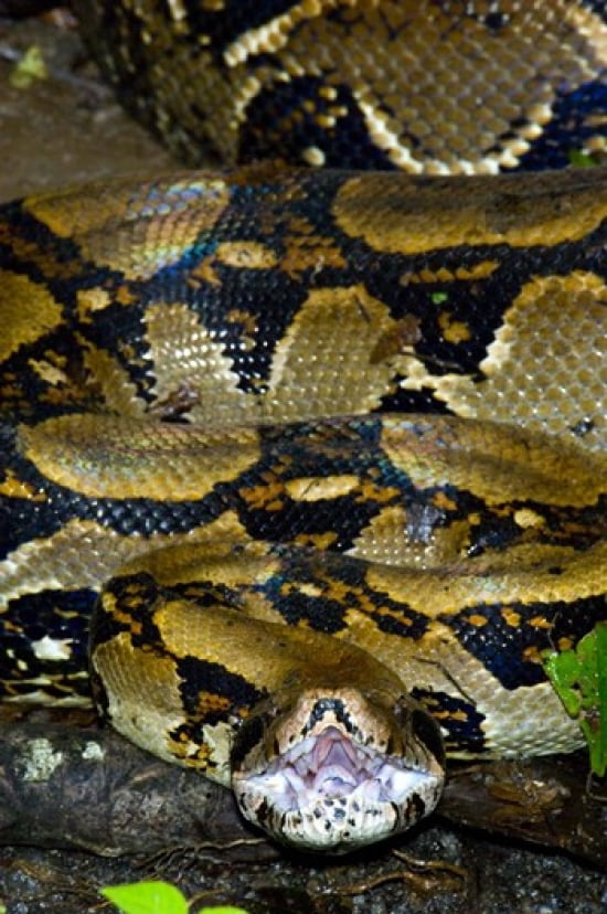 Close-up of a Boa Constrictor Arenal Volcano Costa Rica Canvas Art - Panoramic Images (16 x 24)