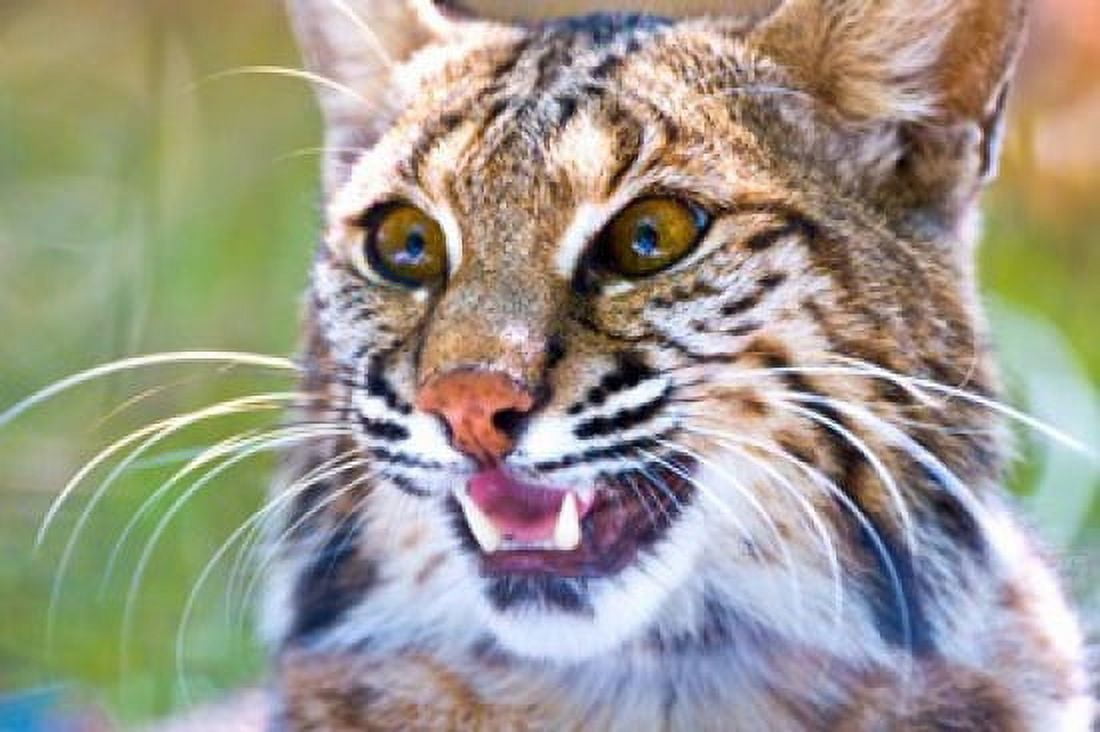 Close-up of a Bobcat (Lynx rufus) Canvas Art - Panoramic Images (36 x 24)