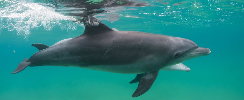 Close-up of a Bottle-Nosed Dolphin (Tursiops truncatus) swimming in sea Sodwana Bay South Africa Canvas Art - Panoramic Images (27 x 9)