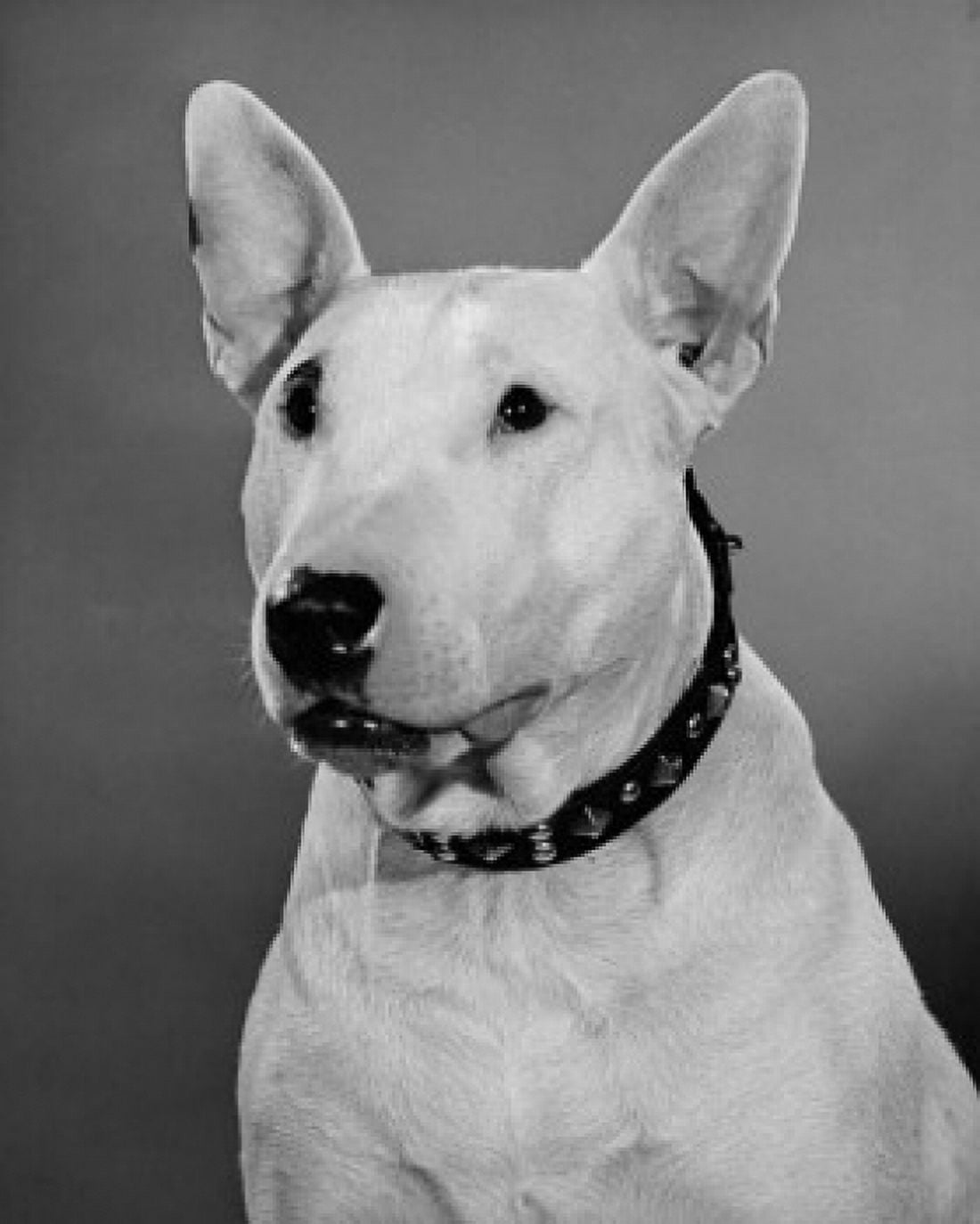 Close-up of a Bull Terrier Canvas Art - (18 x 24)