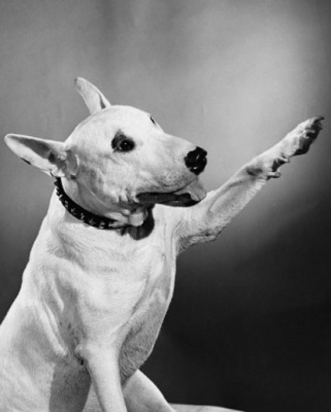 Close-up of a Bull Terrier reaching out its paw Canvas Art -  (24 x 36)