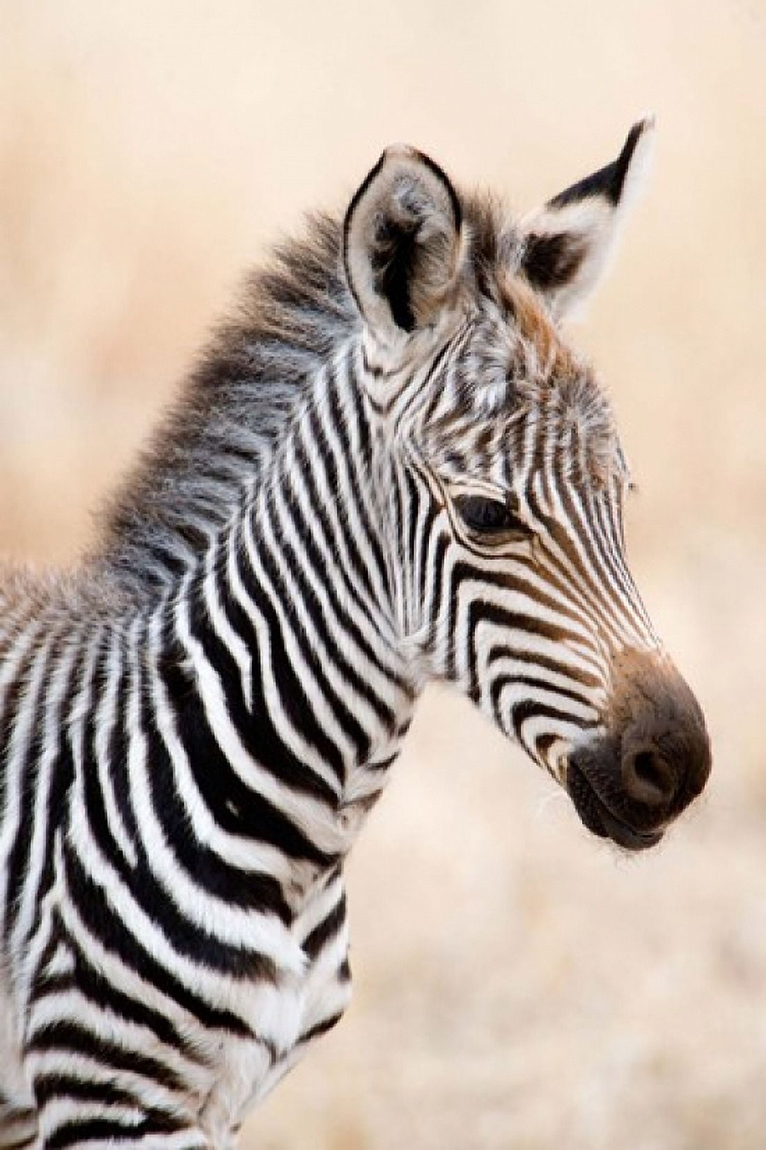 Close-up of a Burchells zebra (Equus burchelli) Ngorongoro Crater Ngorongoro Tanzania Canvas Art - Panoramic Images (24 x 36)