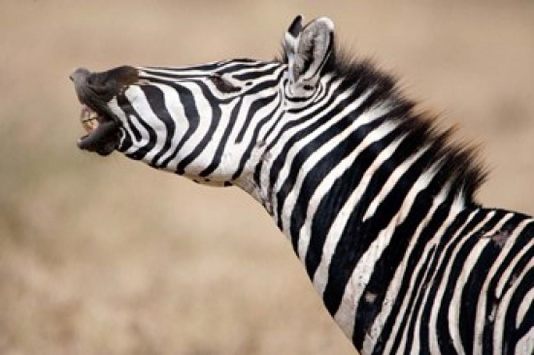 Close-up of a Burchells zebra (Equus burchelli) Tarangire National Park Tanzania Canvas Art - Panoramic Images (36 x 24)