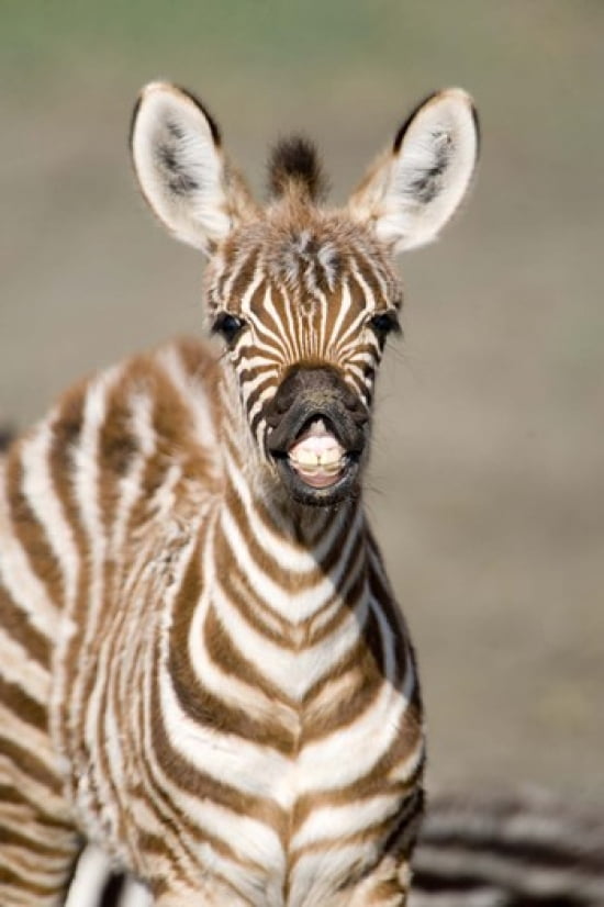 Close-up of a Burchells zebra foal (Equus burchelli) Ngorongoro Crater Ngorongoro Tanzania Canvas Art - Panoramic Images (16 x 24)