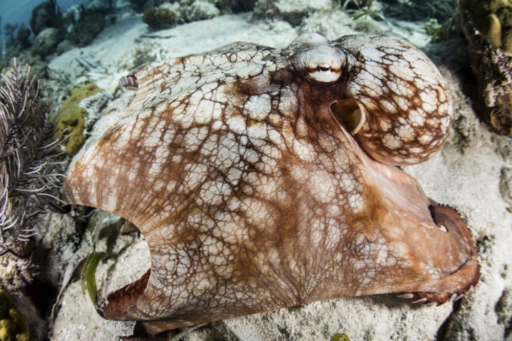 Close-up of a Caribbean reef octopus off the coast of Belize Canvas Art - Ethan DanielsStocktrek Images (34 x 23)