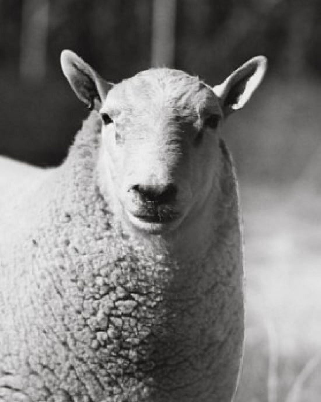 Close-up of a Cheviot ram Canvas Art - (24 x 36)
