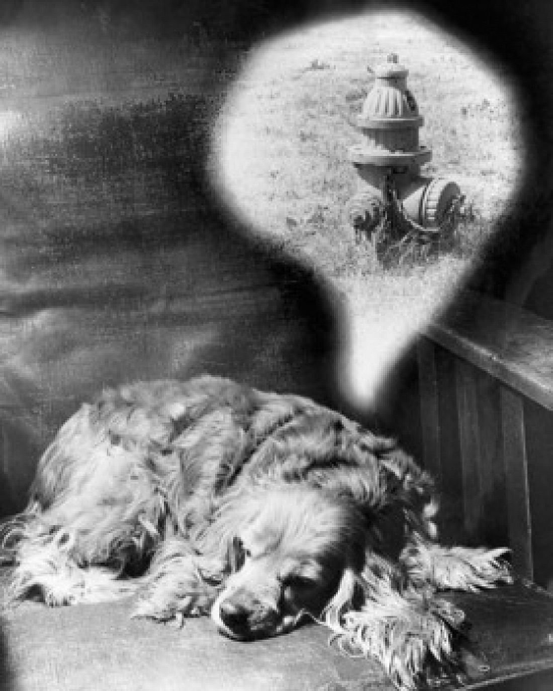Close-up of a Cocker Spaniel dreaming Canvas Art - (18 x 24)