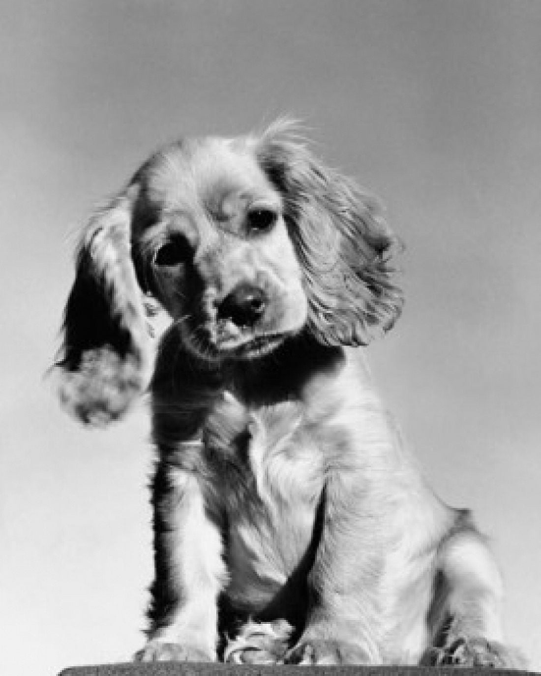 Close-up of a Cocker Spaniel puppy Canvas Art - (24 x 36)
