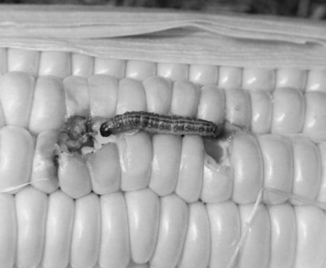 Close-up of a Corn Earworm on corn (Heliothis zea) Canvas Art - (18 x 24)