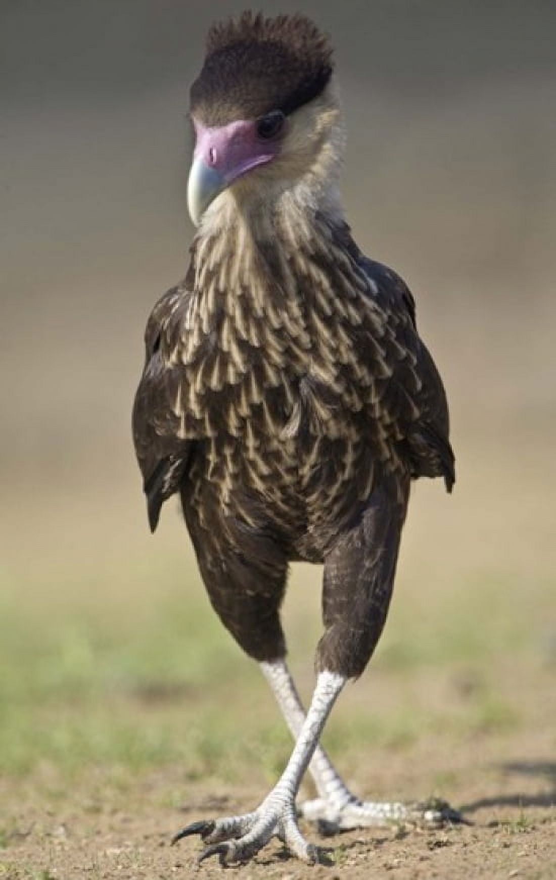 Close-up of a Crested caracara (Polyborus plancus) Brazil Canvas Art - Panoramic Images (20 x 12)