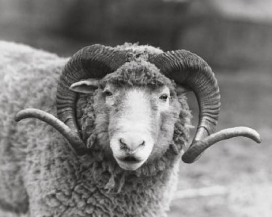 Close-up of a Dorset ram Canvas Art - (18 x 24)