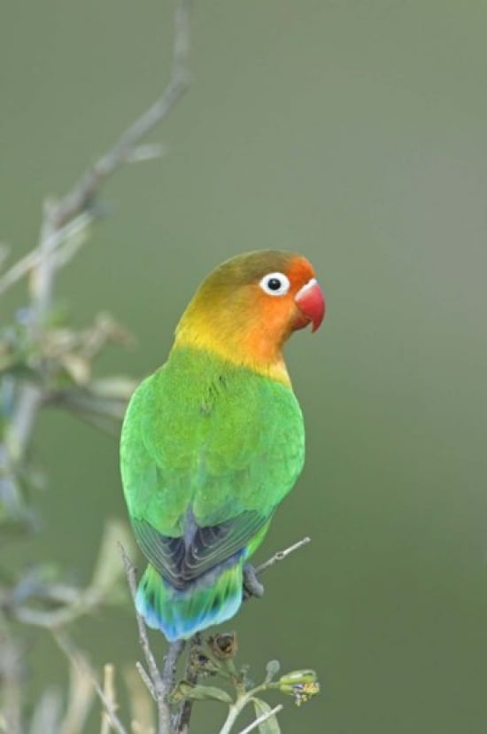 Close-up of a Fischers lovebird perching on a branch Ngorongoro Conservation Area Arusha Region Tanzania Canvas Art - Panoramic Images (16 x 24)