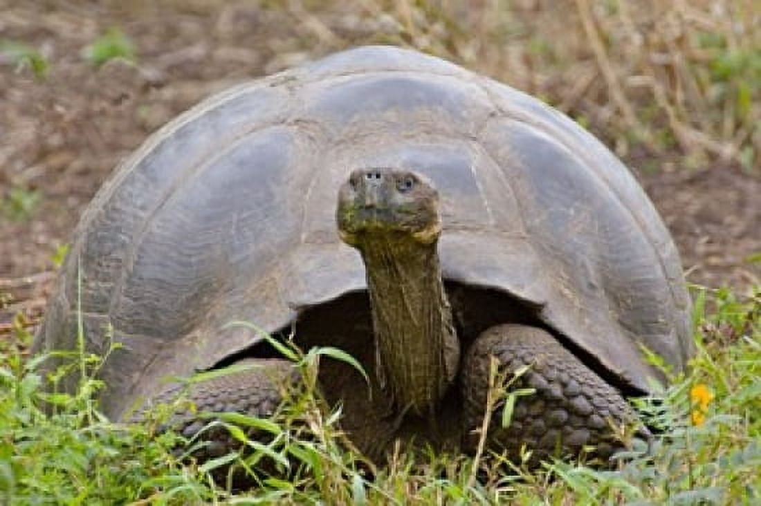 Close-up of a Galapagos Giant tortoise (Geochelone elephantopus) Galapagos Islands Ecuador Canvas Art - Panoramic Images (16 x 11)