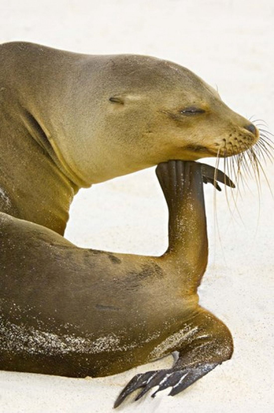 Close-up of a Galapagos sea lion (Zalophus wollebaeki) Galapagos Islands Ecuador Canvas Art - Panoramic Images (11 x 16)
