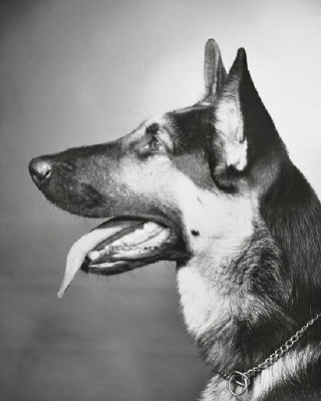 Close-up of a German Shepherd panting Canvas Art - (24 x 36)