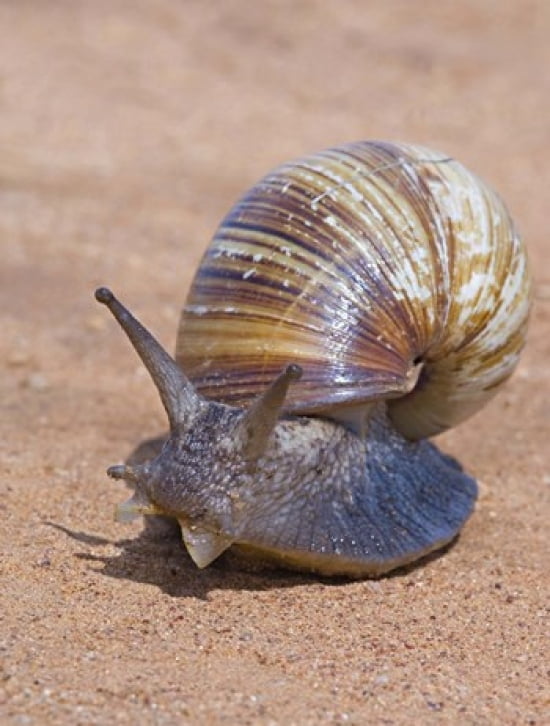 Close-up of a Giant African land snail Tarangire National Park Arusha Region Tanzania (Lissachatina fulica) Canvas Art - Panoramic Images (19 x 24)