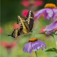 thumbnail image 1 of Close-up of a Giant Swallowtail butterfly  resting on a Purple Coneflower ; Redbridge  Ontario, 1 of 1