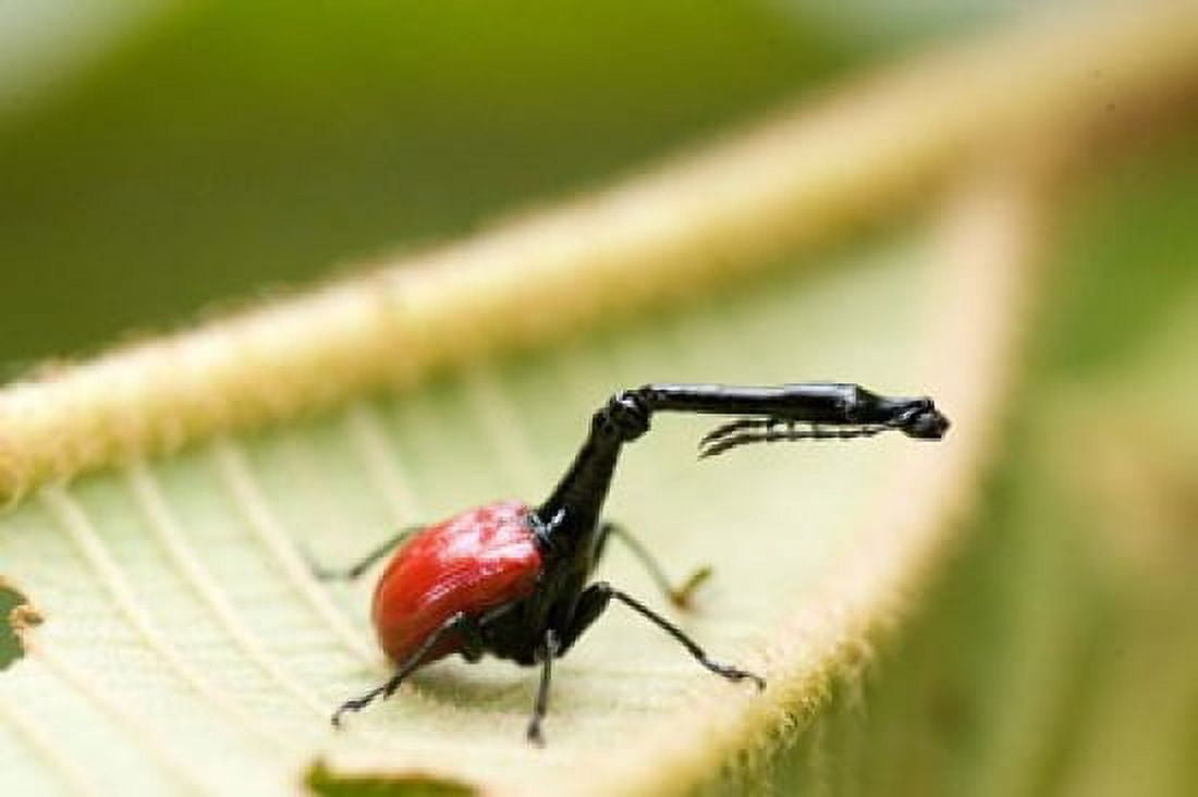 Close-up of a Giraffe weevil (Trachelophorus giraffa) on a leaf Andasibe-Mantadia National Park Madagascar Canvas Art - Panoramic Images (36 x 24)